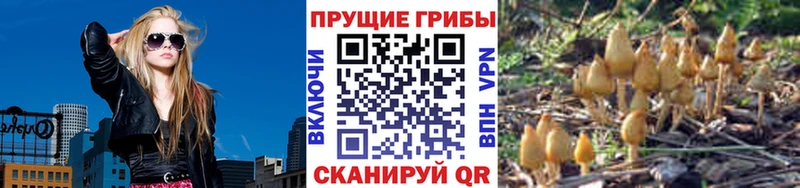 как найти   Ачинск  Псилоцибиновые грибы Cubensis 